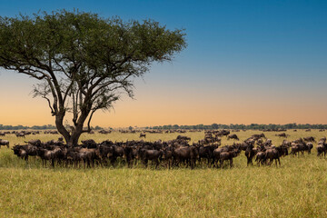 Masses of wildebeest in the great migration of the Serengeti and Masai Mara in East Africa.