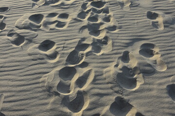 śłady butów człowieka na nadmorskim piasku - obrazy, fototapety, plakaty