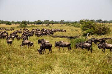 Fototapeta na wymiar Masses of wildebeest in the great migration of the Serengeti and Masai Mara in East Africa.