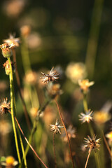 Dry flower after winter thistle in spring. Dried grass flowers in winter season look beautiful with brown tones.