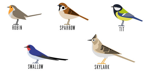 5種類の小鳥のベクターイラスト