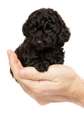 Poodle puppy sitting in hands