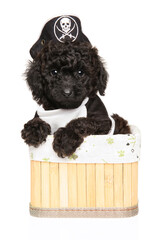 Poodle puppy donning a pirate hat, comfortably nestled in a basket against a white background.