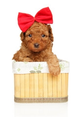 Miniature poodle puppy with a big red bow on its head