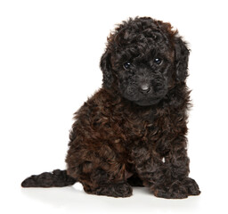 Chocolate toy poodle puppy - obrazy, fototapety, plakaty