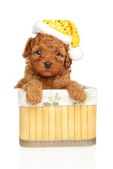 Charming toy poodle puppy in Christmas hat