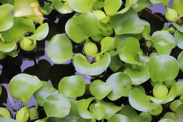 Water's Delight: Serene Water Hyacinth in Nature's Embrace