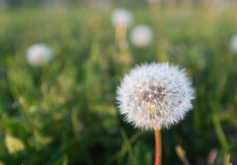 A fluffy dandelion in a green grass with yellow dandelions, side view. A large blowball on the bon for post, screensaver, wallpaper, postcard, poster, banner, cover, website. High quality photo