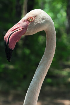 A Chilean Flamingo Phoenicopterus chilensis