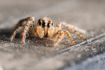 Jumping Spider