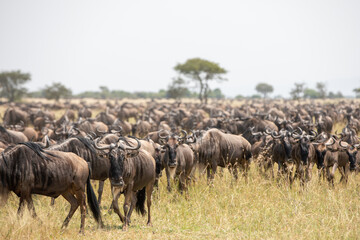 Masses of wildebeest in the great migration of the Serengeti and Masai Mara in East Africa. - obrazy, fototapety, plakaty