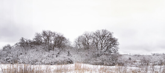 Winter season, dry trees covered by snow with empty sky. Frozen forest landscape of bright snowfall. Beautiful snowy scene, calm and tranquil environment. Black and white color scheme with copy space.