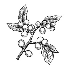 coffee tree and farmer of ink drawing sketch on background for label packaging, poster, banner, brochure, art print, painting illustration, book cover, book illustration 