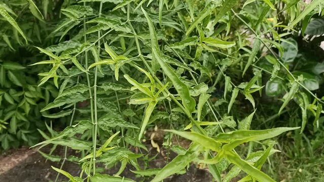  Clinacanthus nutans .It is  known by the common names belalai gajah (Malay), phaya yo (Thai), Sabah snake grass, ki tajam (Sunda), and dandang gendis (Jawa). Clinacanthus nutans female is a species o