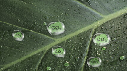 Carbon reduction inside water droplet on green leaf for for decrease CO2 , carbon footprint and...