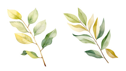 Branch leaf, watercolor clipart illustration with isolated background.