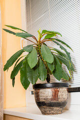Euphorbia leuconeura Madagascar jewel - grows in a pot indoors near a window