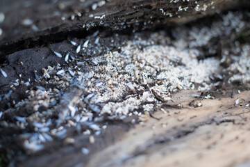 Ant nest under bark of tree with eggs and flys - summer season