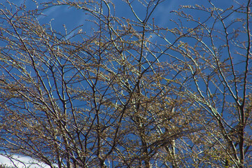 Tree with blue sky