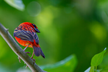 bird on a branch