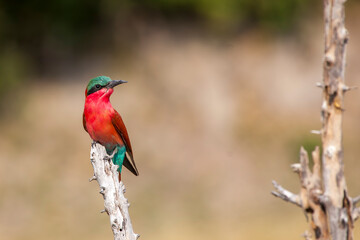 red billed kingfisher bee eater