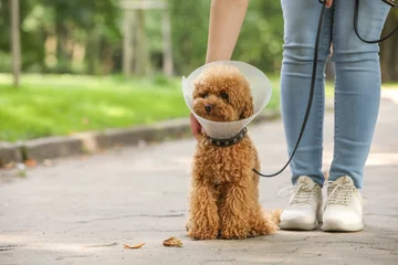  Woman with her cute Maltipoo dog in Elizabethan collar outdoors, closeup. Space for text © New Africa