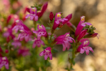 Looking into Penstemon Blossoms in Sequoia