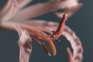 Beautiful pink Bowden flower on blurred background, macro view