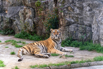 ベンガル系トラ