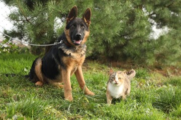 Cute German shepherd puppy and cat on green grass outdoors