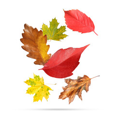 Many different bright autumn leaves falling on white background