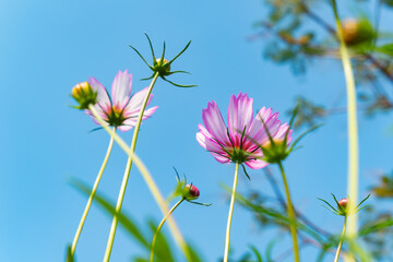 underneath view of blooming galsang flowers