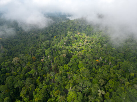 The Amazon's breath. Aerial view showing a thick fog of humidity generated by the brazilian Amazon rainforest, a natural phenomenon that is caused by the high humidity and heat of the rainforest. © Tarcisio Schnaider