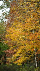 Fototapeta premium The colorful and beautiful leaves on the trees in autumn