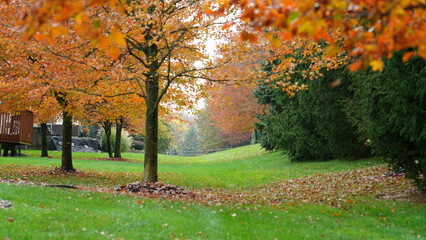 Fototapeta premium The colorful and beautiful leaves on the trees in autumn