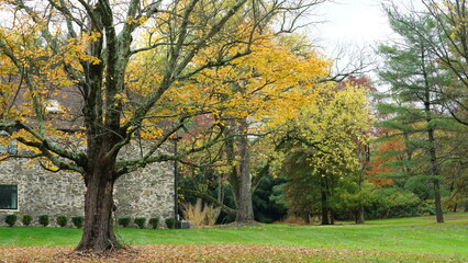 The colorful and beautiful leaves on the trees in autumn