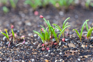 Sprouting of spinach (Spinacia oleracea) in Japan in December - obrazy, fototapety, plakaty