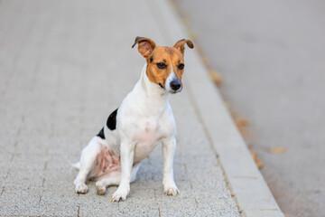 A cute Jack Russell Terrier dog sits funny on the sidewalk. Pet portrait with selective focus