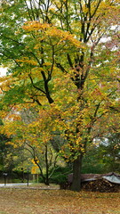 Fototapeta premium The colorful and beautiful leaves on the trees in autumn