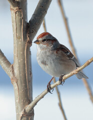 American Tree Sparrow