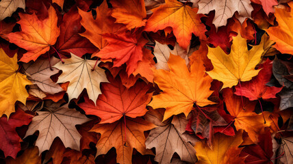 Naklejka na ściany i meble Autumn Symphony: A Burst of Maple Leaves in Fiery Tones