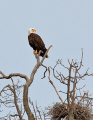 Bald eagle perched 