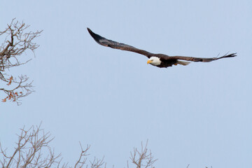 Bald Eagle in flight