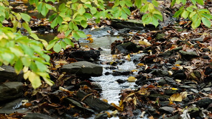 One little creek running through the forest in autumn