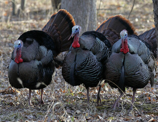Male turkeys doing their spring strut and display.