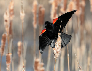 Red winged blackbird male displaying and calling to attract a mate.