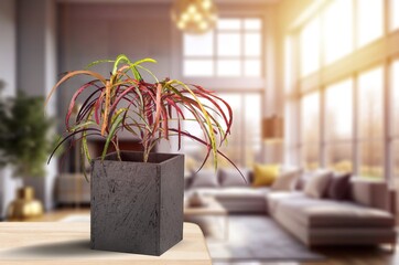 Pot with green house plant on table in room