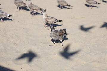 birds on the beach