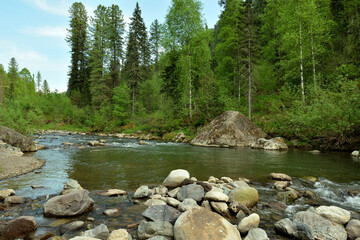 Rocky bank of a beautiful small river flowing through dense forest on a clear summer morning.