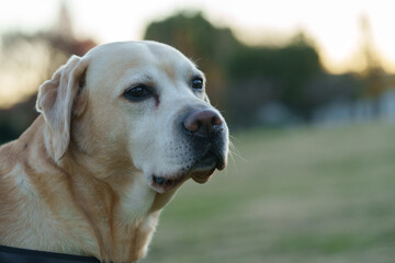 ラブラドールレトリバー labrador 大型犬